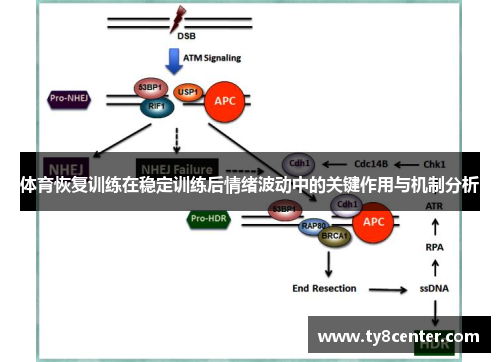 体育恢复训练在稳定训练后情绪波动中的关键作用与机制分析